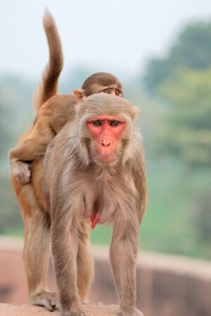 Rhesus macaque monkeys Macaca mulatta on the walls of the Agra Fort, India