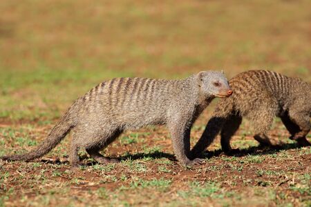 Banded mongooses (Mungos mungo), southern Africaの写真素材