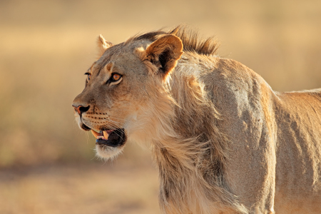 Portrait of a young male African lion (Panthera leo), Kalahari desert, South Africaの写真素材