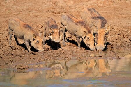 A family of warthogs (Phacochoerus africanus) drinking water, South Africaの写真素材