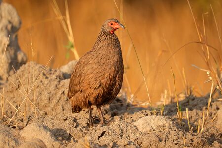Swainsons spurfowl (Pternistis swainsonii) in natural habitat, South Africaの写真素材