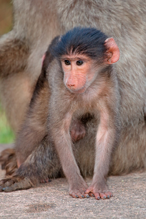Cute baby chacma baboon (Papio hamadryas) with its mother, South Africaの写真素材