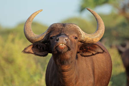 Portrait of an African or Cape buffalo (Syncerus caffer), Mokala National park, South Africa