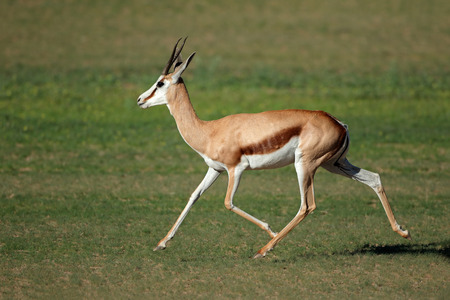 A springbok antelope (Antidorcas marsupialis) running, Kgalagadi, South Africaの写真素材