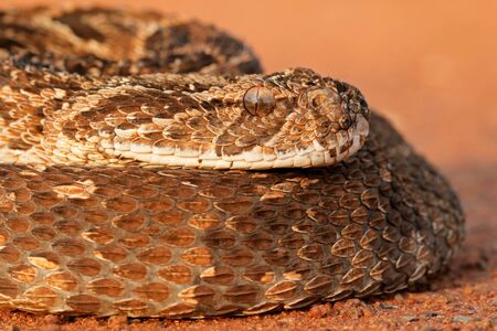 Portrait of a puff adder (Bitis arietans), South Africaの写真素材
