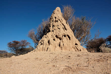 Massive termite mound against a blue sky, southern Africaの写真素材