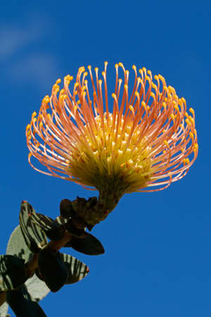 Flower of a pincushion protea (Leucospermum patersonii) against a blue sky, South Africaの写真素材