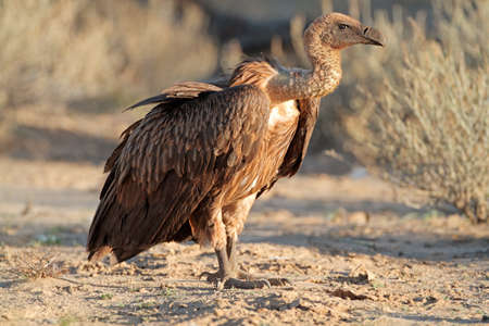 A white-backed vulture (Gyps africanus) sitting on the ground, South Africaの写真素材