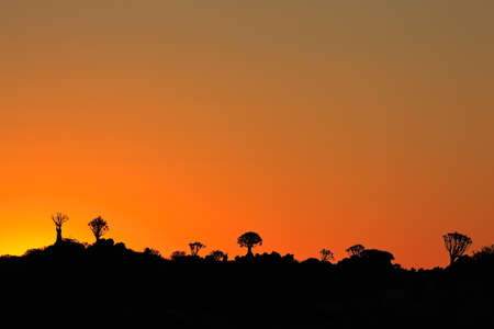Silhouettes of quiver trees (Aloe dichotoma) at sunset, Namibia, southern Africaの写真素材