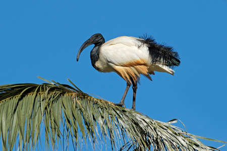 African sacred Ibis (Threskiornis aethiopicus) sitting in a palm tree, South Africaの写真素材
