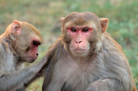Portrait of rhesus macaque monkeys (Macaca mulatta), India