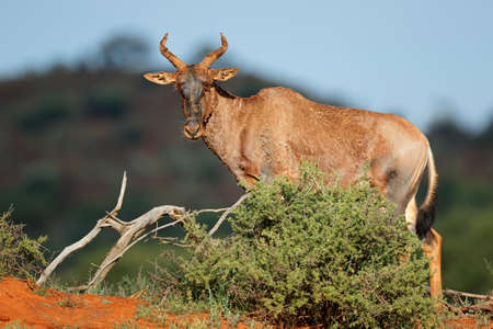 Rare tsessebe antelope (Damaliscus lunatus) in natural habitat, South Africa