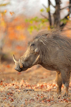 Warthog (Phacochoerus africanus) in natural habitat, Kruger National Park, South Africaの写真素材