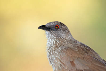Portrait of an arrow-marked babbler (Turdoides jardineii), Kruger National Park, South Africaの写真素材