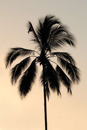 Silhouette of a palm tree on a tropical island against a sunsetの写真素材