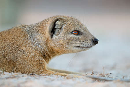 Portrait of a yellow mongoose (Cynictus penicillata), Kalahari desert, South Africa