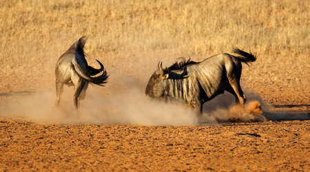 Two male blue wildebeest Connochaetes taurinus) fighting for territory, Kalahari desert, South Africaの写真素材