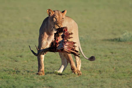 A lioness (Panthera leo) with the remains of antelope prey, Kalahari, South Africaの写真素材