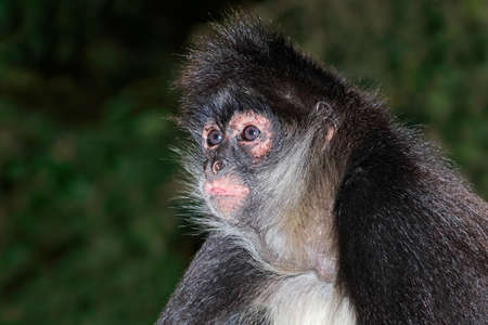 Portrait of a spider monkey (Ateles geoffroyi)の写真素材