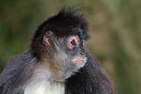Portrait of a spider monkey (Ateles geoffroyi)
