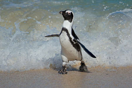 An African penguin (Spheniscus demersus) running on beach, Western Cape, South Africaの写真素材