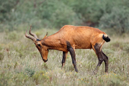 A red hartebeest antelope (Alcelaphus buselaphus) in natural habitat, South Africaの写真素材