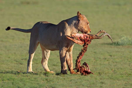 A lioness (Panthera leo) with the remains of antelope prey, Kalahari, South Africa A lioness (Panthera leo) with the remains of antelope prey, Kalahari, South Africa