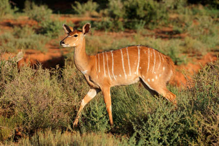 Female Nyala antelope (Tragelaphus angasii) in natural habitat, Mokala National Park, South Africaの写真素材