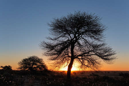 Sunset with silhouetted African thorn tree, Kalahari desert, South Africaの写真素材