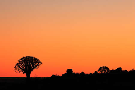 Silhouette of quiver trees (Aloe dichotoma) at sunset, Namibia, southern Africaの写真素材