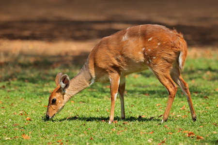 Female nyala antelope (Tragelaphus angasii), Kruger National Park, South Africaの写真素材