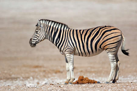A plains (Burchells) zebra (Equus burchelli), Etosha National Park, Namibiaの写真素材