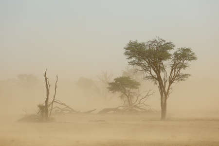 Landscape with trees during a severe sand storm in the Kalahari desert, South Africaの写真素材