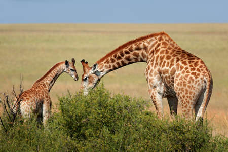 A giraffe cow (Giraffa camelopardalis) and young calf, South Africaの写真素材