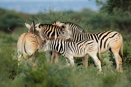 Plains (Burchells) zebras (Equus burchelli) in natural habitat, South Africaの写真素材