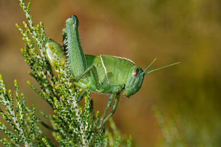 Nymph of a garden locust (Acanthacris ruficornis) on a plant, South Africa