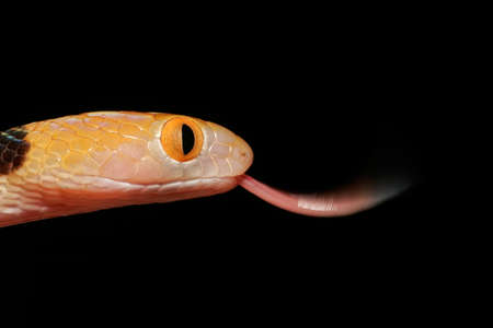 Portrait of an Eastern tiger snake (Telescopus semiannulatus) on black, South Africaの写真素材