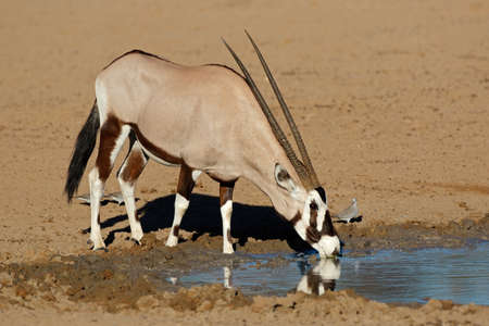 A gemsbok antelope (Oryx gazella) drinking water, Kalahari desert, South Africaの写真素材
