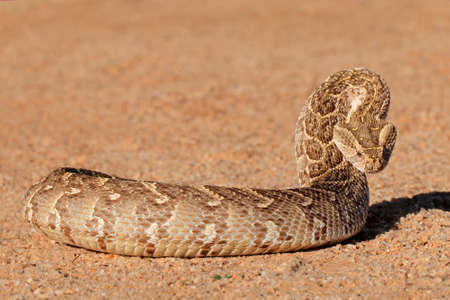 A puff adder (Bitis arietans) in defensive position, southern Africaの写真素材