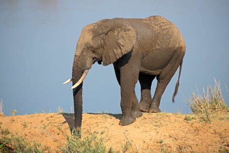 African elephant (Loxodonta africana) in natural habitat, Kruger National Park, South Africaの写真素材