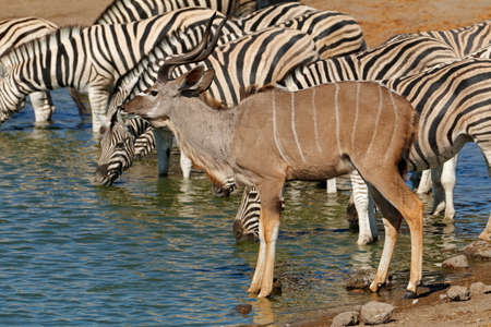 A kudu antelope and plains zebras at a waterhole, Etosha National Park, Namibiaの写真素材