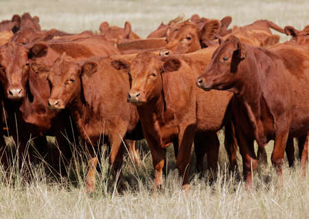 Free-range red angus cattle on pasture, Argentinaの写真素材