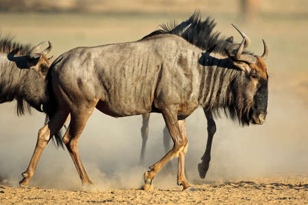 A blue wildebeest (Connochaetes taurinus) in dust, Kalahari desert, South Africaの写真素材