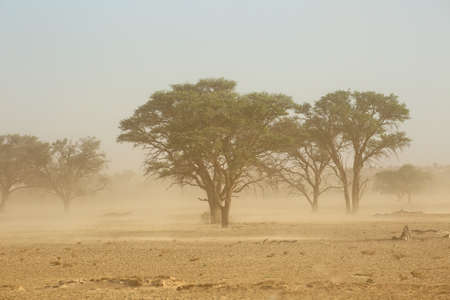 Landscape with trees during a severe sand storm in the Kalahari desert, South Africaの写真素材