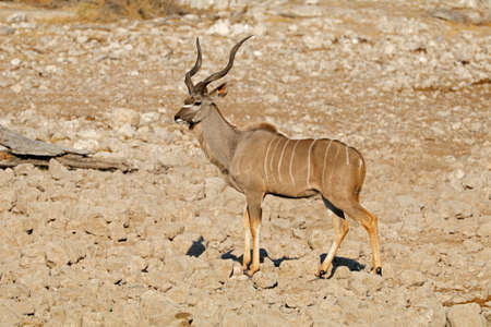 Male kudu antelope (Tragelaphus strepsiceros), Etosha National Park, Namibiaの写真素材