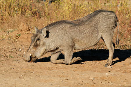 A warthog (Phacochoerus africanus) feeding in natural habitat, South Africaの写真素材
