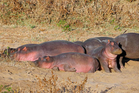 Family of hippos (Hippopotamus amphibius) resting on land, Kruger National Park, South Africaの写真素材