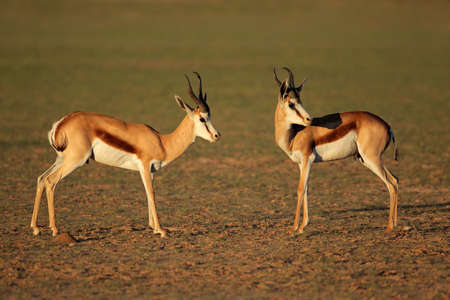 Springbok antelopes (Antidorcas marsupialis) in natural habitat, Kalahari, South Africaの写真素材