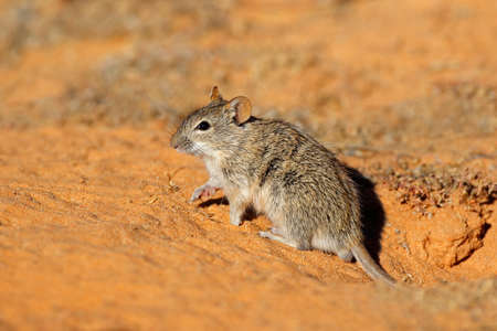 An alert  striped mouse (Rhabdomys pumilio) in natural habitat, South Africaの写真素材