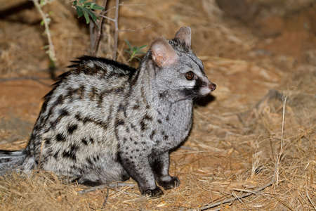 Large-spotted genet (Genetta tigrina) in natural habitat, South Africaの写真素材